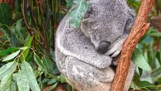 ¿QUÉ COMEN LOS KOALAS? En menos de 1 minuto