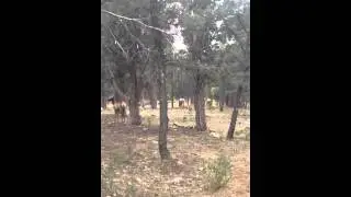 The elk in Gand Canyon