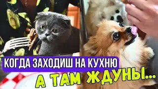 Каждый раз когда заходим на кухню 🐾 Наши Питомцы