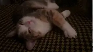 Кошка Злата