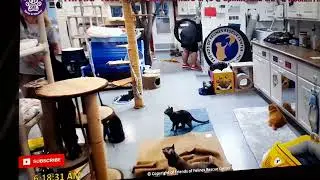 FFRC Alma gets swatty! 4 kittens and the butterfly toy pt 2