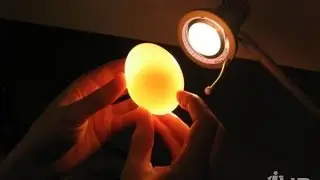 как сделать прозрачное яйцо?!(в домашних условиях)