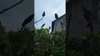 УКСУСНОЕ ДЕРЕВО!!! ЧУДО Дерево-куст в Подмосковье! Ниваки По-РУССКИ...