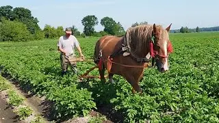 ЛОШАДИ В РАБОТЕ🐎ОБРАБАТЫВАЕМ С КОБЫЛОЙ МАРУСЕЙ  КАРТОФЕЛЬ🐎👍