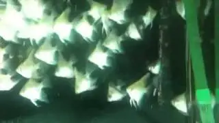 Angelfish