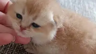 Золотые шиншиллы, котята Карри&Канко