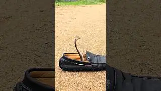 #Indian #spectacled venomous cobra snake rescue