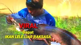 viral || FISHING FOR GIANT WILD CATFISH