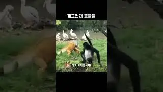 Смешное видео кошки и собаки 