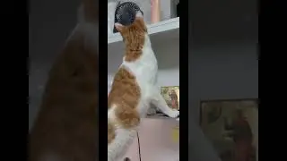 когда оставили кота на бабушку #кот #рыжий #юмор