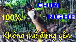 Chào Mào Kích Bổi Lên Lửa!.. Luyện Chào Mào Hót Đấu Căng Lửa + Chào Mào Kích Trống Hót. chào mào đấu