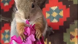 Красивая роза была 😍 #funny