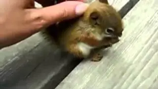 Такой маленький бельчонок