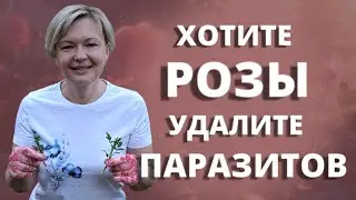 ПЕРЕРОЖДЕНИЕ РОЗ! ТАК БЫВАЕТ? 31 мая 2024 г.