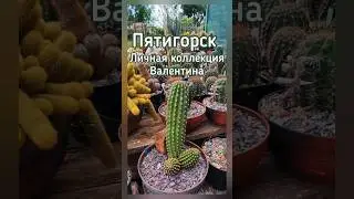 Пятигорск.🌵 Коллекция суккулентов,  