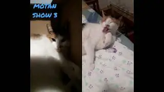 you have trust in io CAT #catts #motanshow #meow #satisfying #miau