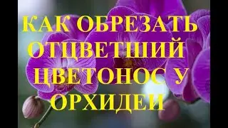 Как у орхидеи обрезать цветонос после цветения и не навредить