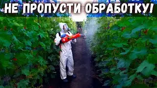 The third preventive treatment of grapes, after flowering in the pea stage