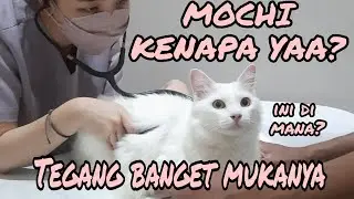 WAKTU MOCHI KE VET KENAPA YA DIA? #youtube #cat #vet