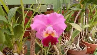Orchid plantation, Peradeniya botanical garden.