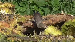 Птички дубоносы на моих подсолнухах