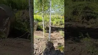 Расчистка леса