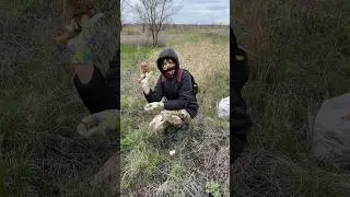 степной сморчок / архив апрель 23 #morchella #сморчки #сморчок #грибы #mushroombook