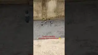 Funny birds, 🤣😅birds attack other birds 😲,#shorts