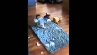 Yorkshire Terrier : after coming home