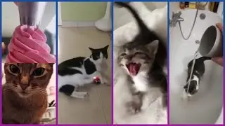 Gatitos Tiernos y Graciosos (Recopilacion Videos Graciosos)