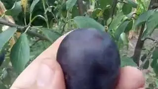 Слива сорт среднепоздний Вижен