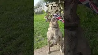 Wave A Flag - Dog Trick
