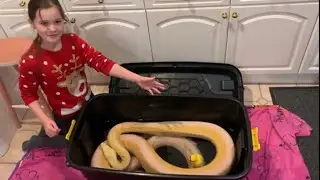 Rubber ducky provides security during Reticulated Python bath time.
