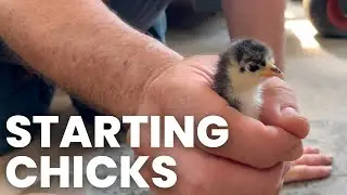 Making A Homestead | Chicken Coop | 2
