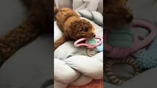 Любимое занятие Брауни 🪢 мальтипу щенок 🐶