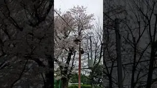 Tokyo, Japan in April & Sakura Season #shorts #sakura #spring #japanesefood #japaneseculture