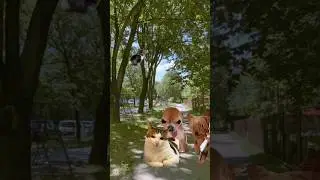 Мой тгк:MrGURINIX! #игры #смешное #роблокс #котики #футажи #shorts Автор:@i_roblox_queen725