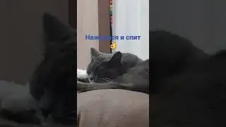 Нажрался и спит 👌