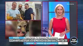 Ρόδος: Έσωσαν μικρό αλεπουδάκι από θερμοπληξία και τώρα είναι καλά στην υγεία του | 15/07/2024 | ΕΡΤ