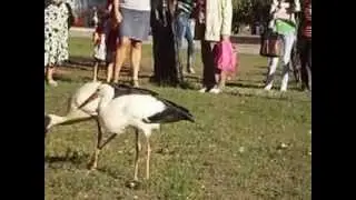 Аисты ходят по городу