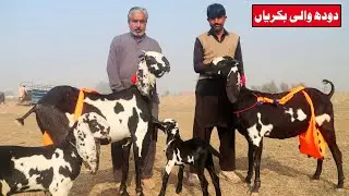 Milking Beetal Goats Of Khawar Khan Sahiwal Mandi 2022
