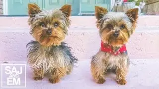 AMAZING TEACUP YORKIE TRANSFORMATION!!