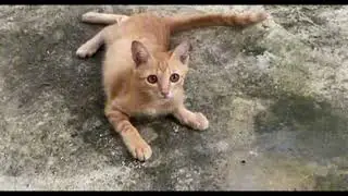 For Some Reasons, Orange Cat Seems to Be always Curious