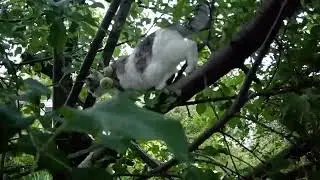 кот Марс, 28.07.2024