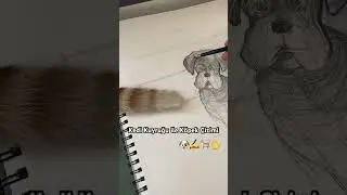 Kedi Kuyruğu ile Köpek Çizimi
