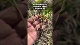 Оптимальная глубина сева пшеницы