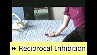 ⏩ Teaching by Handling 5 1 1 Reciprocal Inhibition of upper arm muscles