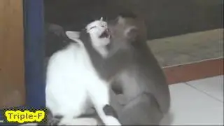 True love monkey with cat