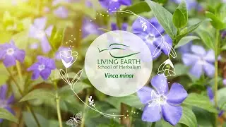 Medicinal Properties of Periwinkle (Vinca minor) ~ Michael Vertolli