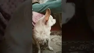 моя собака 3 часть